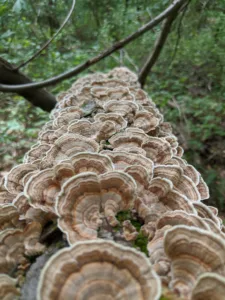 Jefferson County preserve opens window into local ecosystem